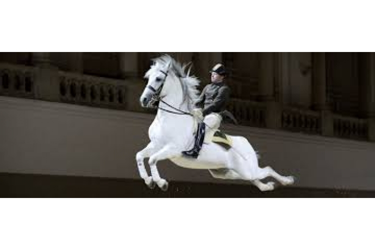 Spanische Hofreitschule - Lippizanergestüt Piber  Über uns - Firmenbild #2